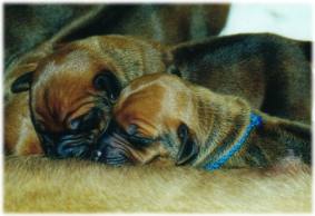 Herr "ocker" und Herr "blau"