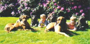Hundefamilie