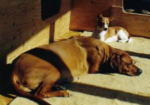 Okanayama Akisha (trchtig) mit Basenji Wilma